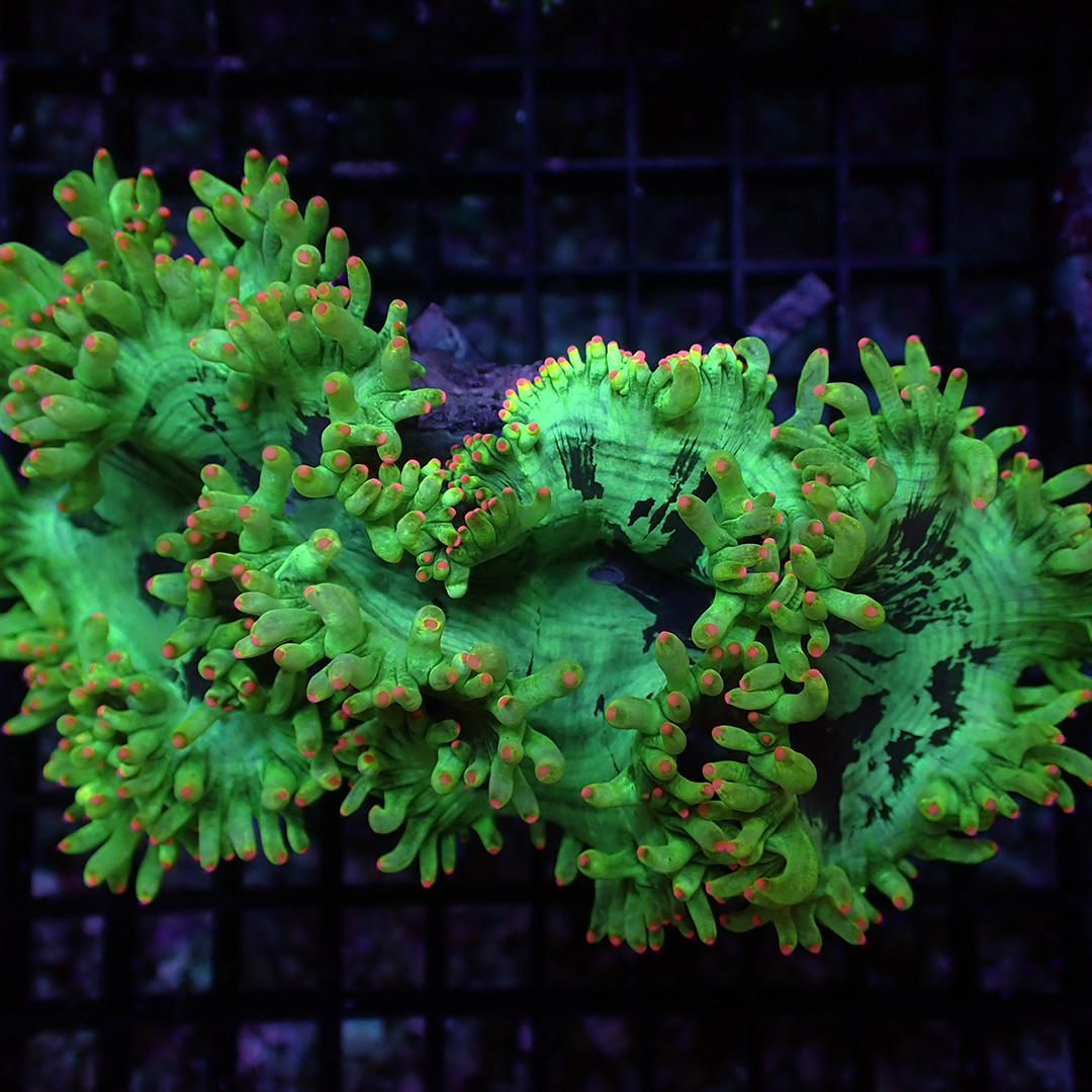 Catalaphyllia Catalaphyllia