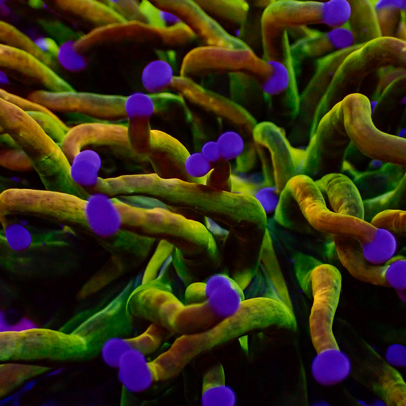 Euphyllia Glabrescens