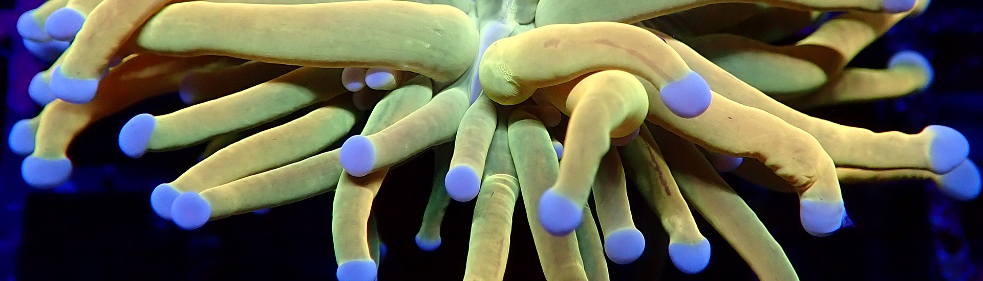 lps-korallen-kategorie-whatsapp Vielfalt an LPS-Korallen – Jetzt entdecken bei The Marine Center