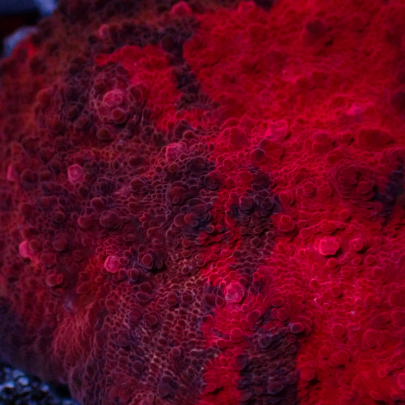 Chalice MC Crafted Great Red Frag 01 Chalice MC Crafted Great Red Frag 01