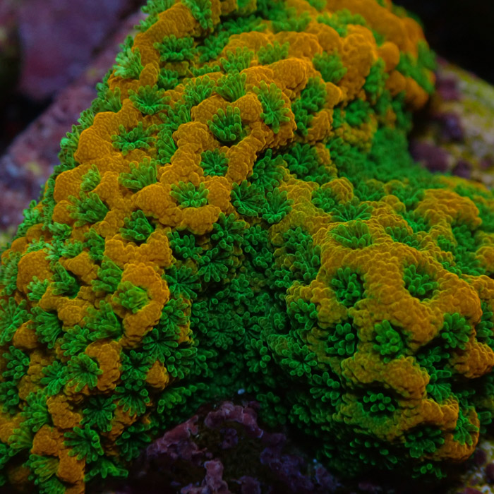 Montipora MC Sweet Tooth Frag 06 Montipora MC Sweet Tooth Frag 06