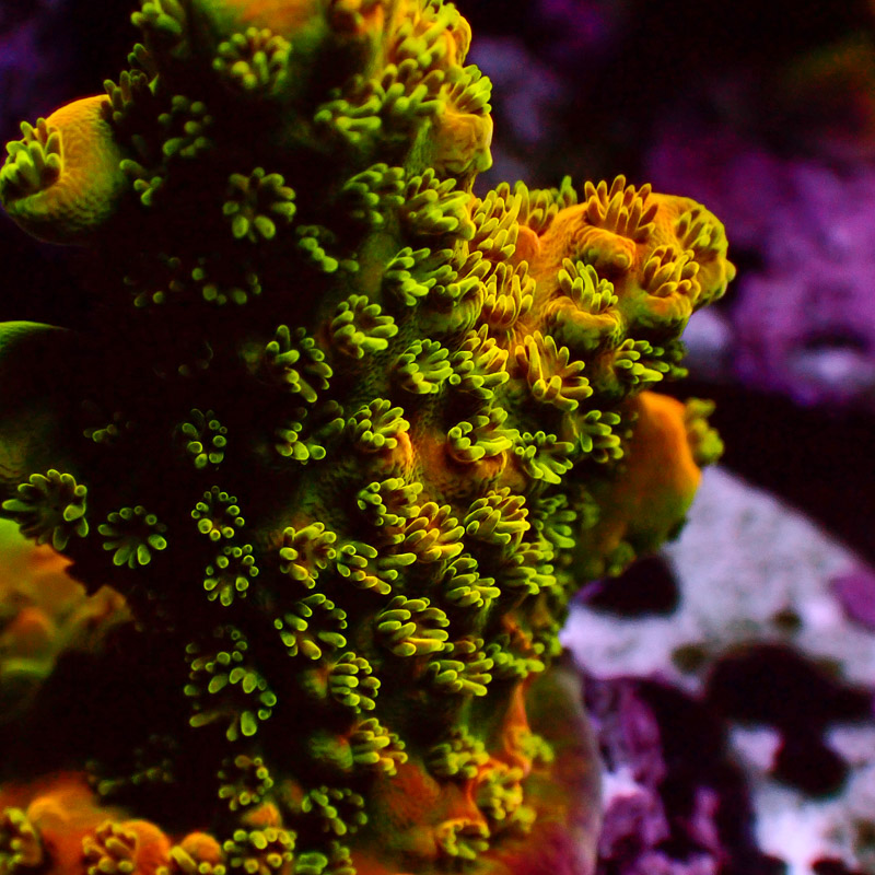 Acropora Jawdropper Orange Frag 02 Acropora Jawdropper Orange Frag 02