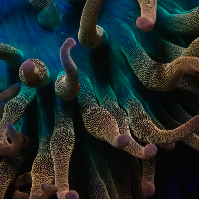 Entacmaea MC Quadricolor Sunburst