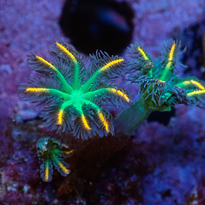 Clavularia MC Tricolor