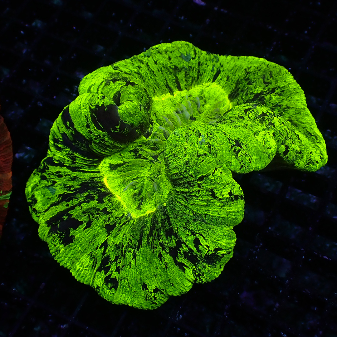 Trachyphyllia Neon Shadow Trachyphyllia Neon Shadow