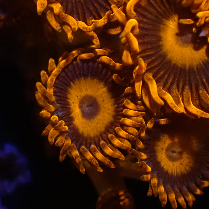 Zoanthus MC Oxid Orange