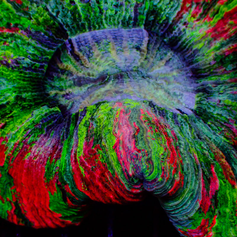 Trachyphyllia Color Explosion Trachyphyllia Color Explosion