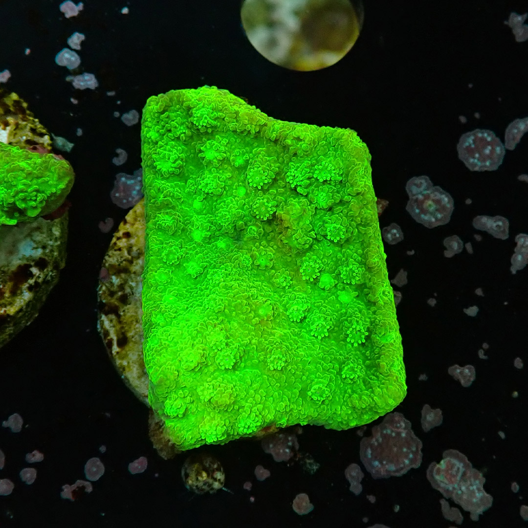 Montipora Toxic Frag 07 Montipora Toxic Frag 07