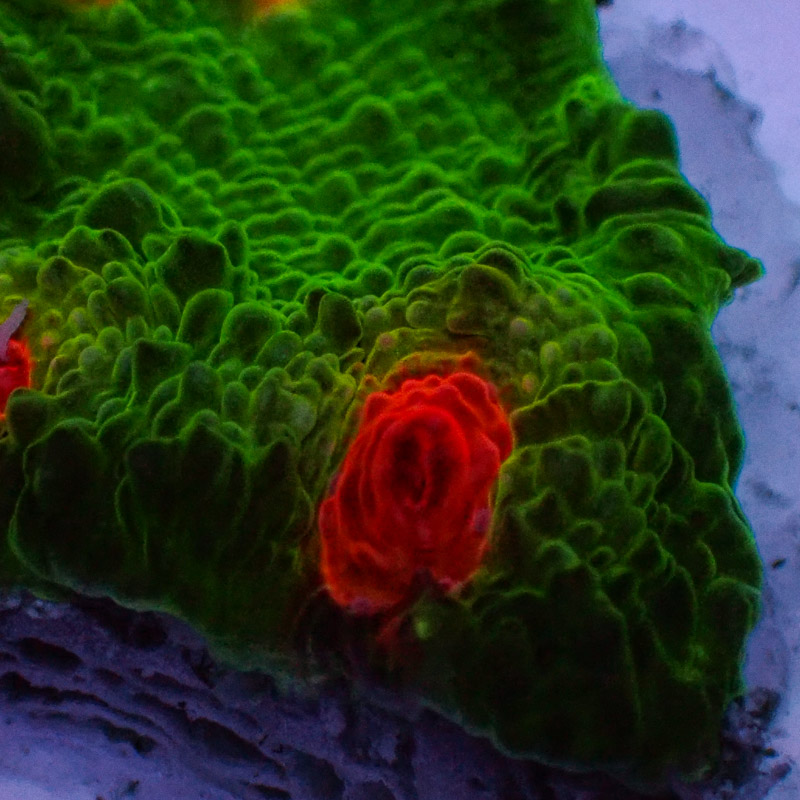 Chalice MC Red Eye Frog Frag 02 Chalice MC Red Eye Frog Frag 02