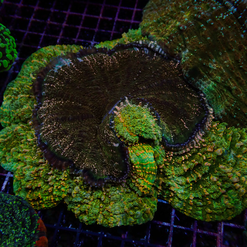 Acanthophyllia Acanthophyllia