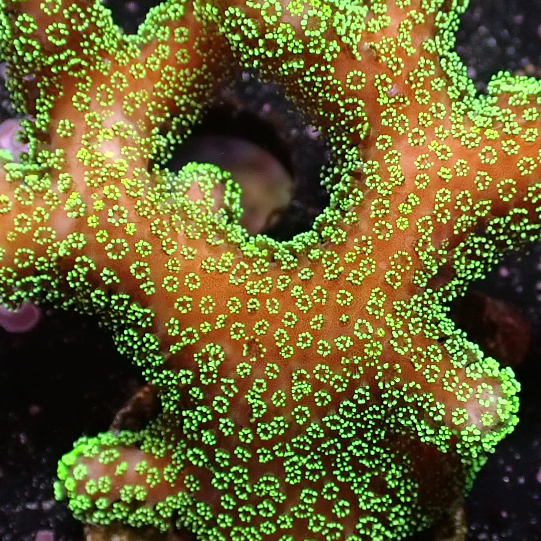 Stylophora Pocillopora SPS Koralle mit gelbem Stamm und leuchtend grünen Polypen